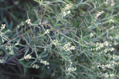 Croton bonplandianus